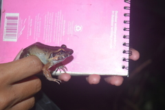 Limnonectes paramacrodon