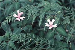 Impatiens kinabaluensis