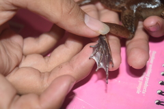 Limnonectes paramacrodon