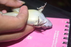 Limnonectes paramacrodon