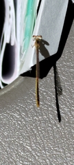 Agriocnemis pygmaea