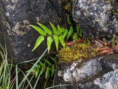 Polystichum fraxinellum