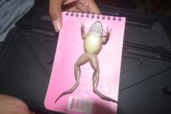 Limnonectes paramacrodon