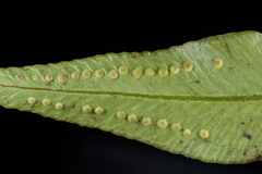 Polystichum fraxinellum