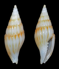 Vexillum fraudator