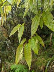 Carpinus rankanensis