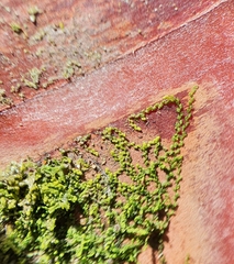 Microlejeunea ulicina