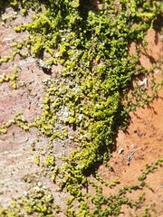 Microlejeunea ulicina