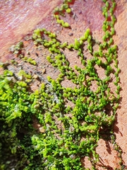 Microlejeunea ulicina