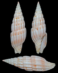 Vexillum giselae