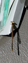 Agriocnemis pygmaea