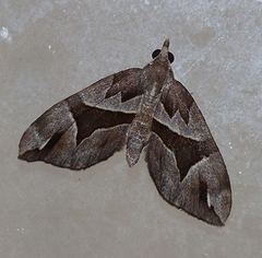 Chaetolopha oxyntis