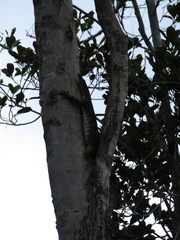 Varanus salvator macromaculatus