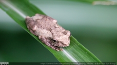 Kurixalus idiootocus