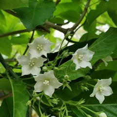 Vallaris glabra
