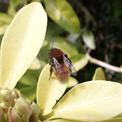 Andrena fulva