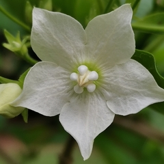 Vallaris glabra