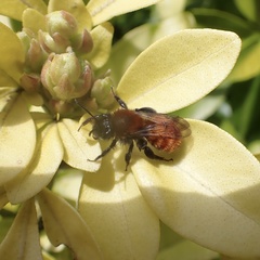 Andrena fulva