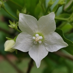 Vallaris glabra