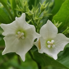 Vallaris glabra