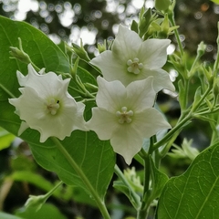 Vallaris glabra