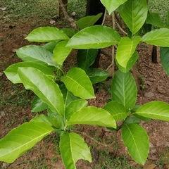 Vallaris glabra