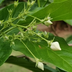 Vallaris glabra