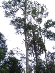 Varanus salvator macromaculatus