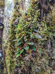 Bulbophyllum brevipedunculatum