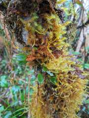 Bulbophyllum brevipedunculatum