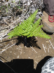 Pteridium aquilinum decompositum