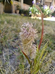Lamarckia aurea