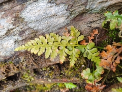 Asplenium adiantum-nigrum adiantum-nigrum