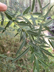 Oxylobium arborescens
