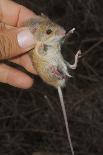 Fulvous Harvest Mouse