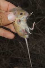Fulvous Harvest Mouse photo 4