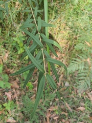 Oxylobium arborescens
