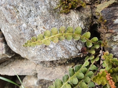 Asplenium ceterach ceterach