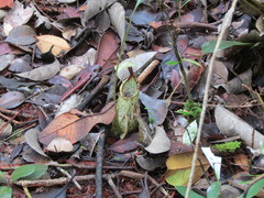 Nepenthes rafflesiana