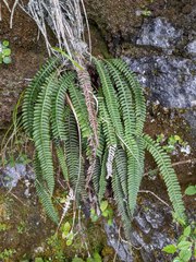 Blechnum eburneum