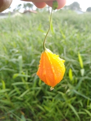 Angiospermae