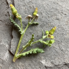 Senecio vulgaris