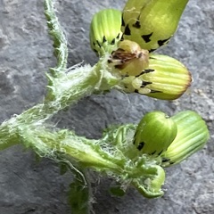 Senecio vulgaris