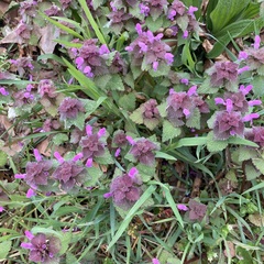 Lamium purpureum