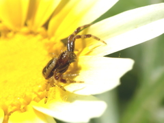 Synema globosum