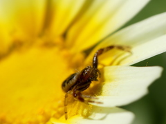 Synema globosum