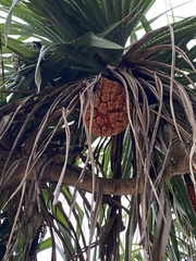 Pandanus odorifer
