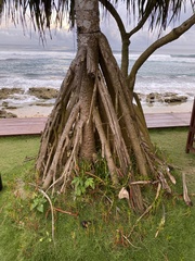 Pandanus odorifer