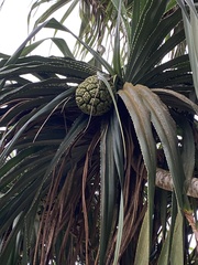 Pandanus odorifer