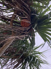 Pandanus odorifer
